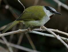 Grey-capped Warbler