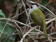 Grey-capped Warbler