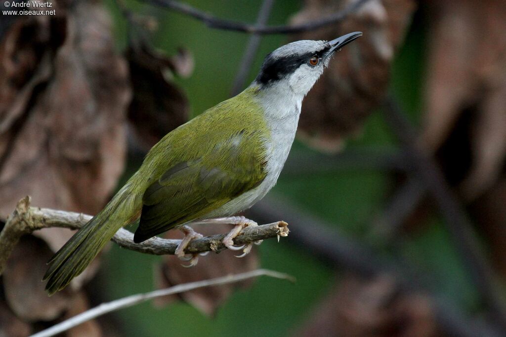 Grey-capped Warbler, identification