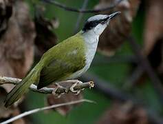 Grey-capped Warbler