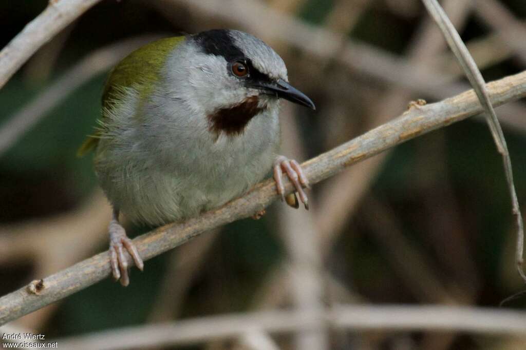 Grey-capped Warbleradult, close-up portrait