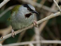 Grey-capped Warbler