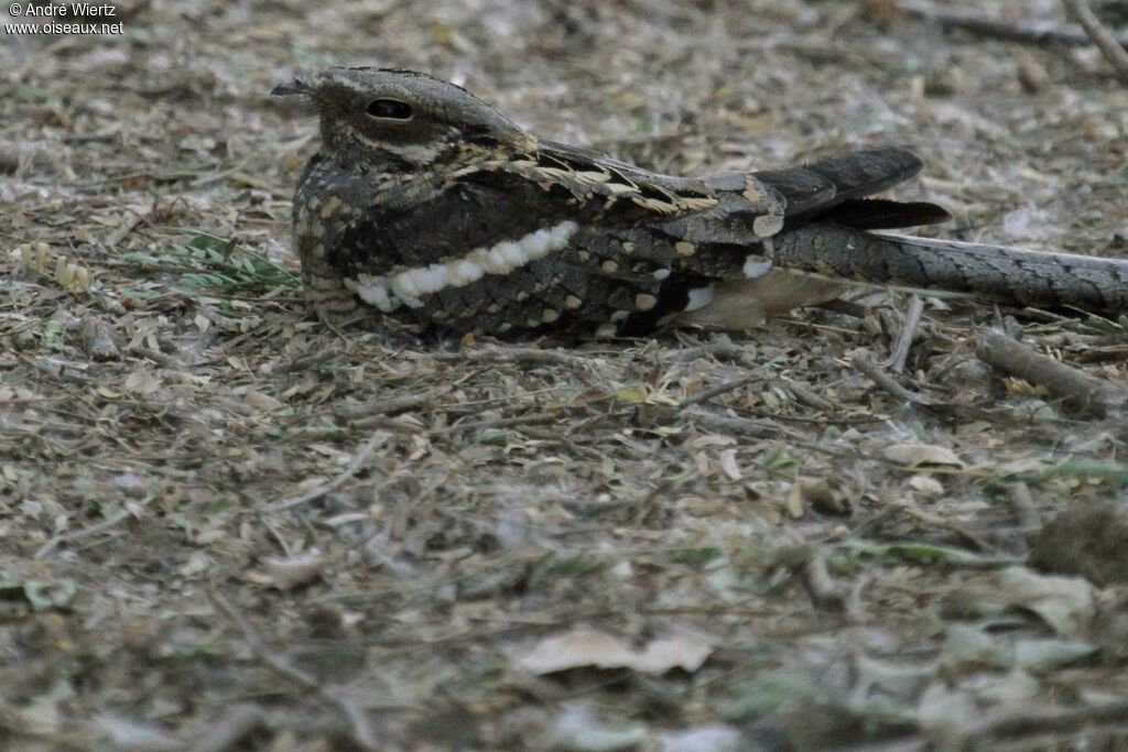 Long-tailed Nightjar