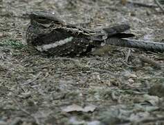 Long-tailed Nightjar