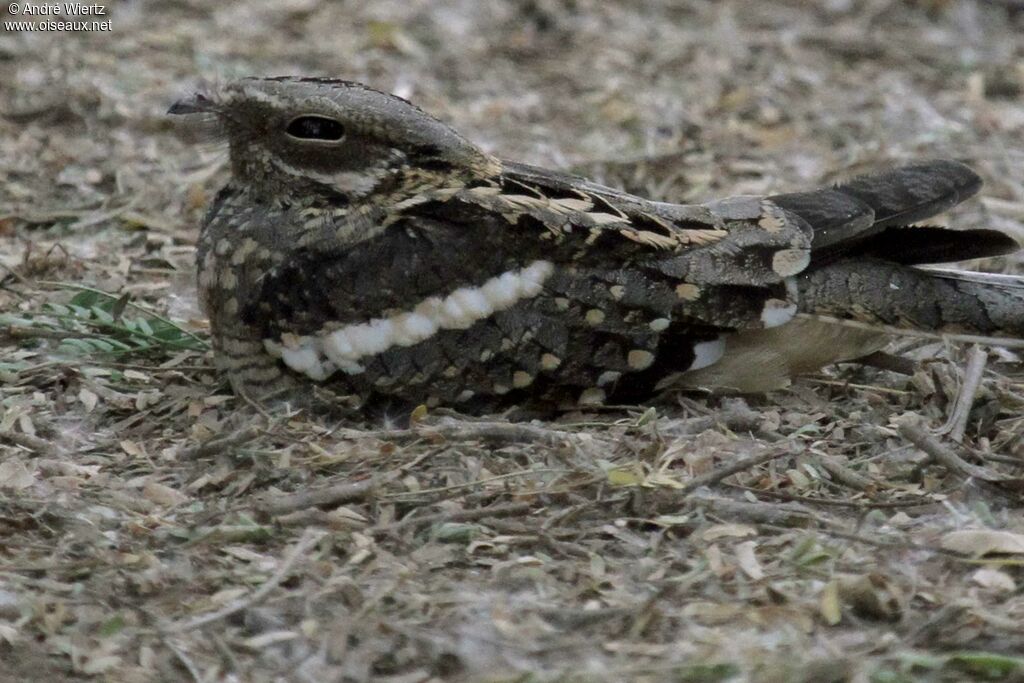 Long-tailed Nightjar