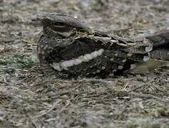 Long-tailed Nightjar