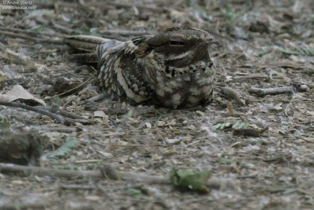 Long-tailed Nightjar