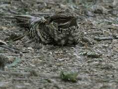 Long-tailed Nightjar