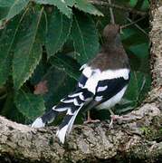 Spotted Forktail