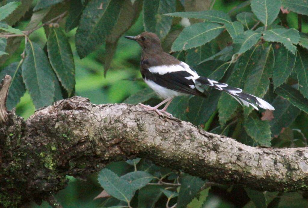 Énicure tacheté, identification