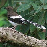 Spotted Forktail