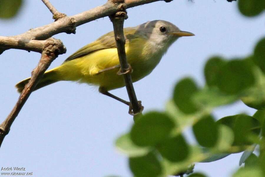 Senegal Eremomela, identification