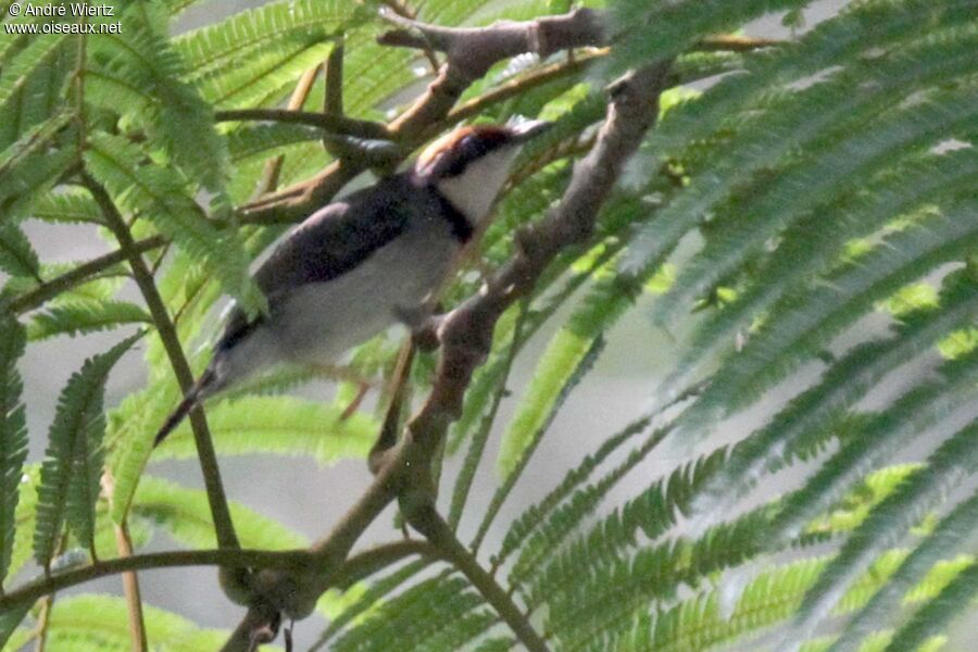 Rufous-crowned Eremomela