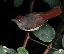 Chestnut-capped Flycatcher