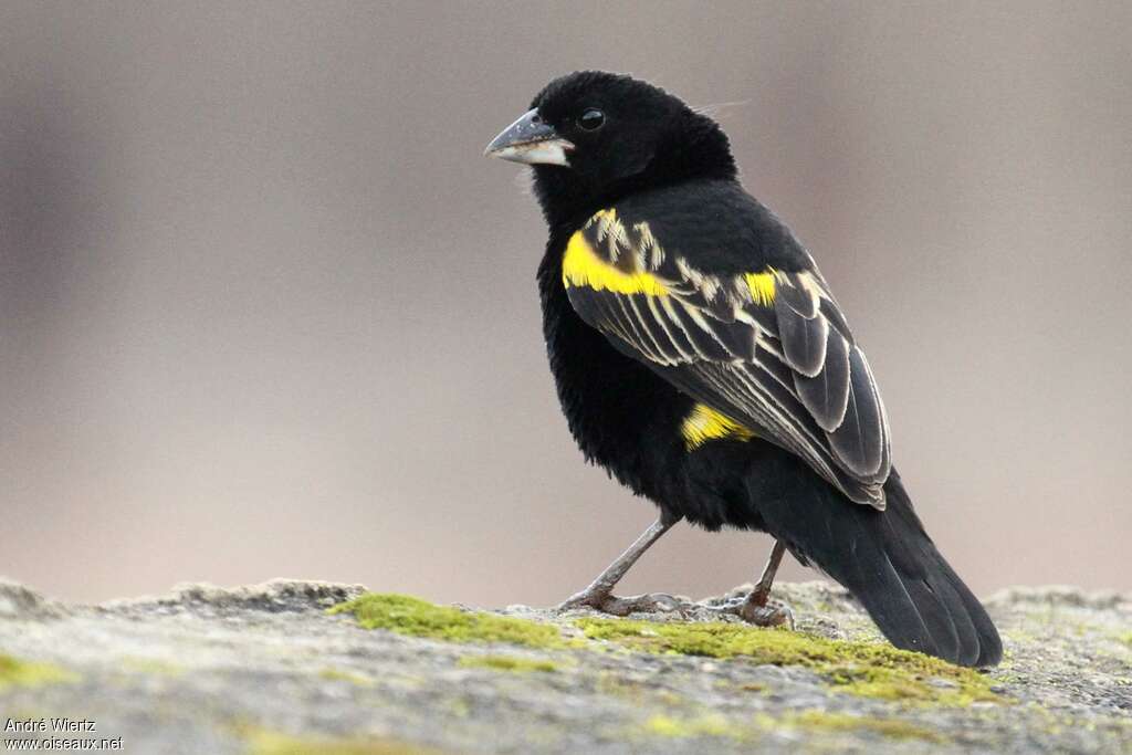 Yellow Bishop male adult breeding