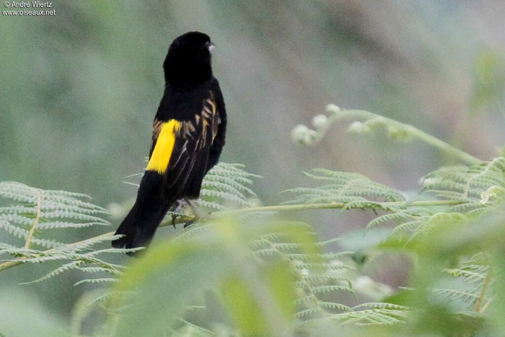 Yellow Bishop