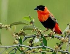 Northern Red Bishop