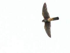 Aplomado Falcon