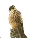 Faucon de Cuvier