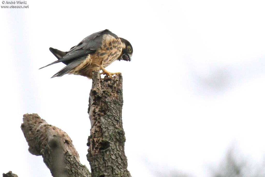 African Hobbyimmature, Behaviour