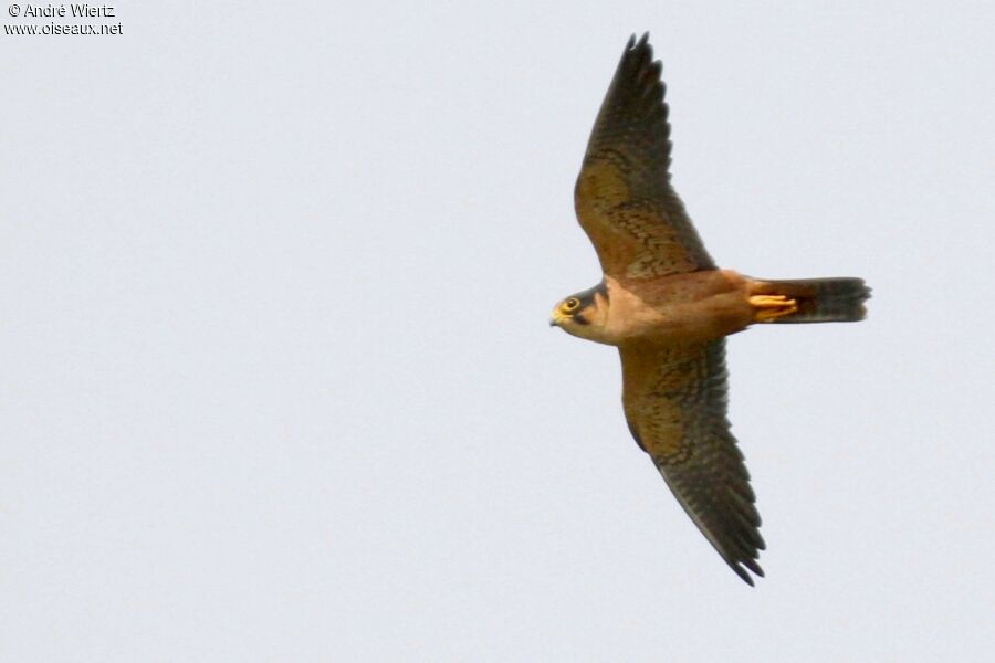 African Hobby, Flight