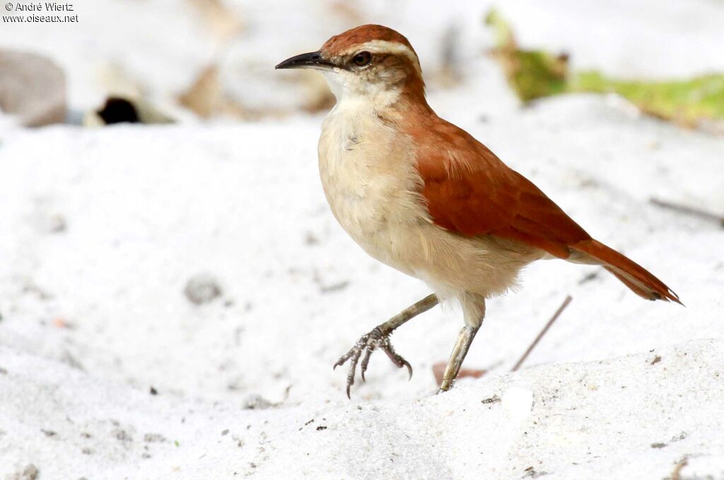 Band-tailed Hornero