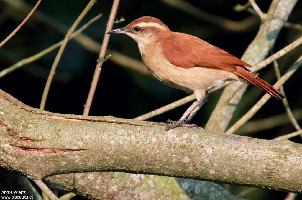 Band-tailed Horneroadult