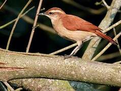 Band-tailed Hornero