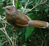 Streaked Laughingthrush