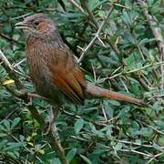 Streaked Laughingthrush