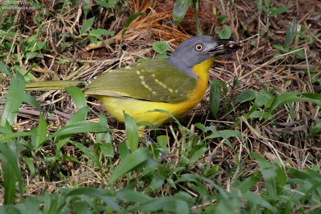 Grey-headed Bushshrike