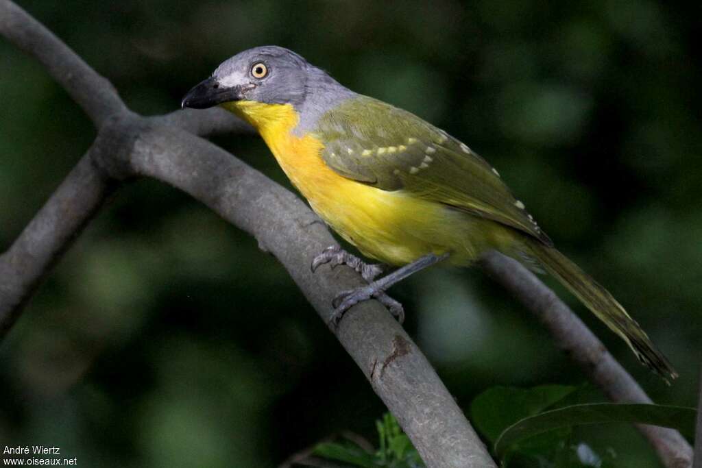 Grey-headed Bushshrikeadult, identification