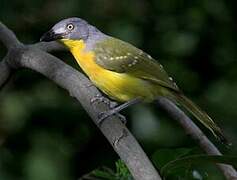 Grey-headed Bushshrike