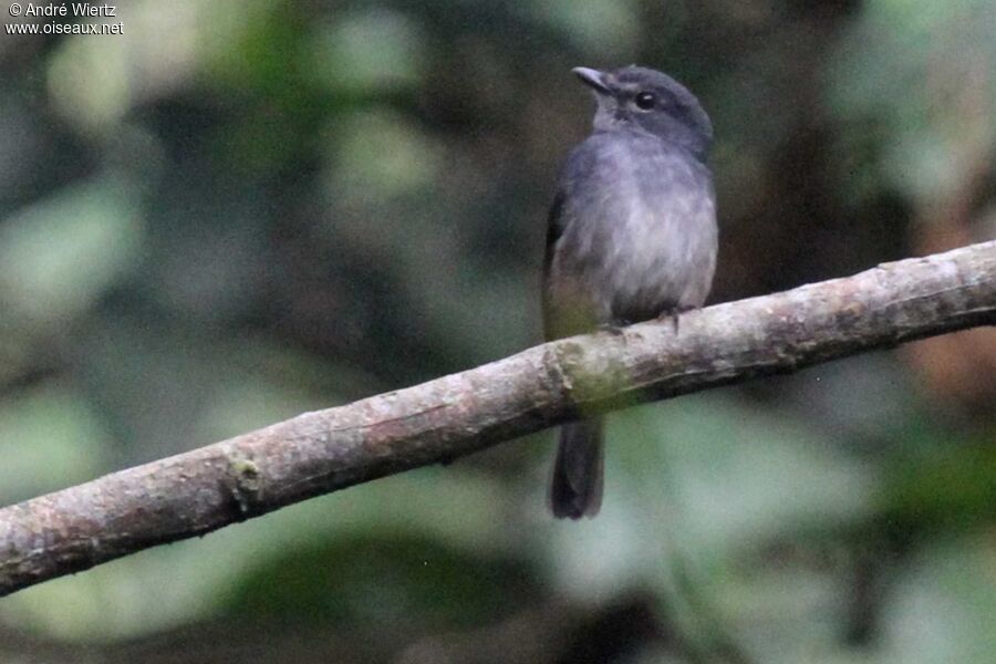 Dusky-blue Flycatcher