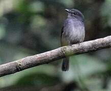 Dusky-blue Flycatcher