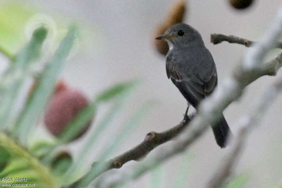 Little Grey Flycatcher