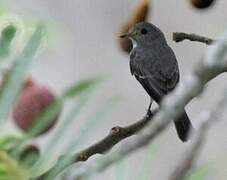 Little Grey Flycatcher