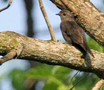 Ussher's Flycatcher