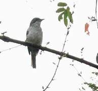 Fraser's Forest Flycatcher