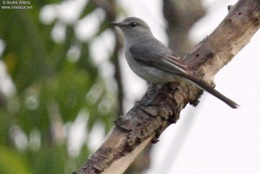 Grey Tit-Flycatcher