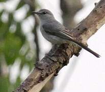 Grey Tit-Flycatcher