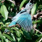 Verditer Flycatcher