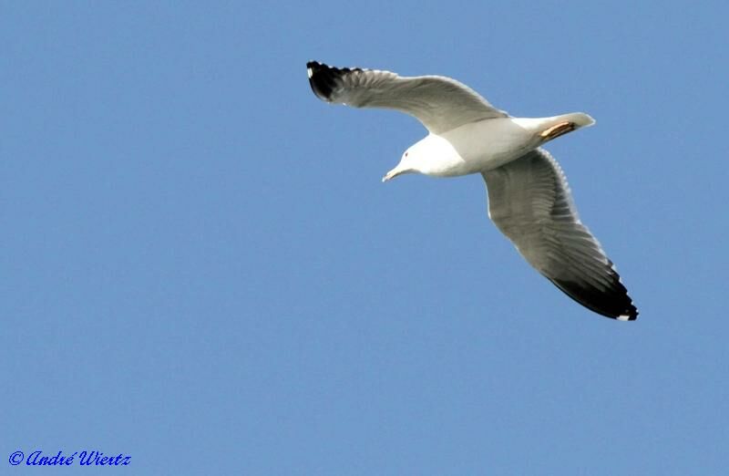 Armenian Gull, Flight