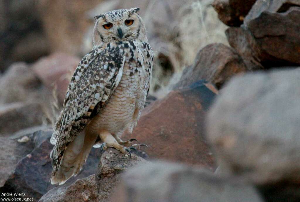 Pharaoh Eagle-Owladult, identification