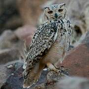 Pharaoh Eagle-Owl