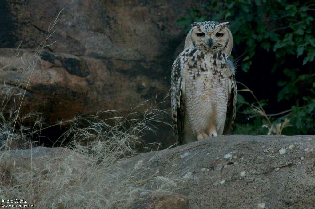 Pharaoh Eagle-Owladult, identification