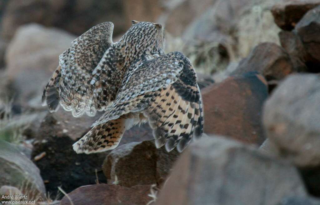 Pharaoh Eagle-Owl, identification