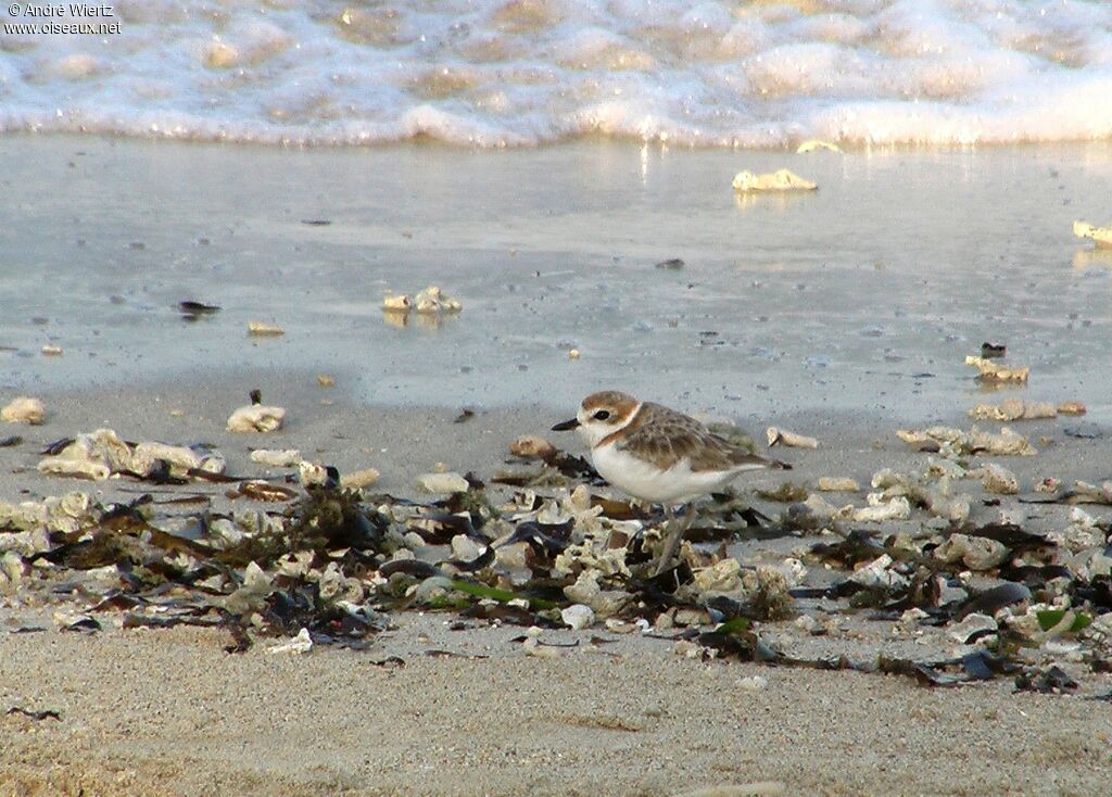 Malaysian Plover