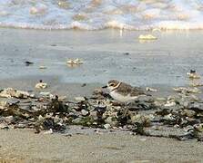 Malaysian Plover