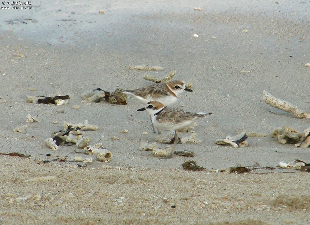 Malaysian Plover